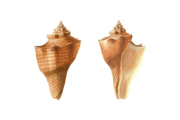 Earthy Coastal Charm: The Brown Conidae Cone Shell Clipart Set