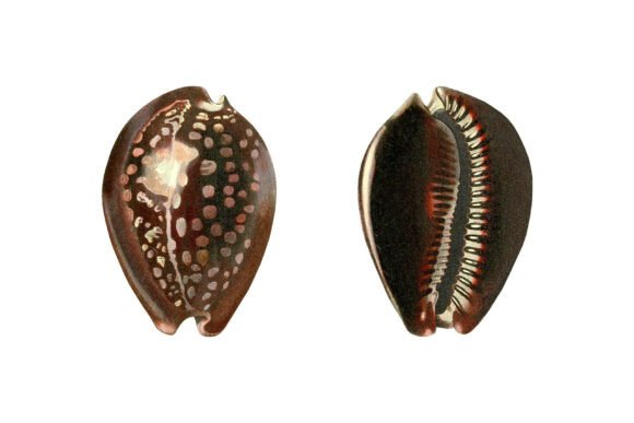 Humpback Cowrie Shell Clipart Set: Coastal Elegance for Modern Design