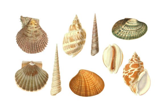 Timeless Coastal Charm: The Vintage Seashells Clipart Collection